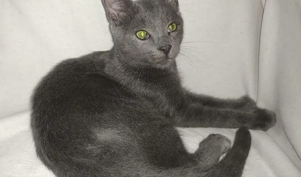 Врятовані кошенятка шукають домівки