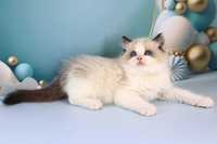 Чудовий котик регдол, забарвлення-блакитний біколор. Очі яскраві сині.