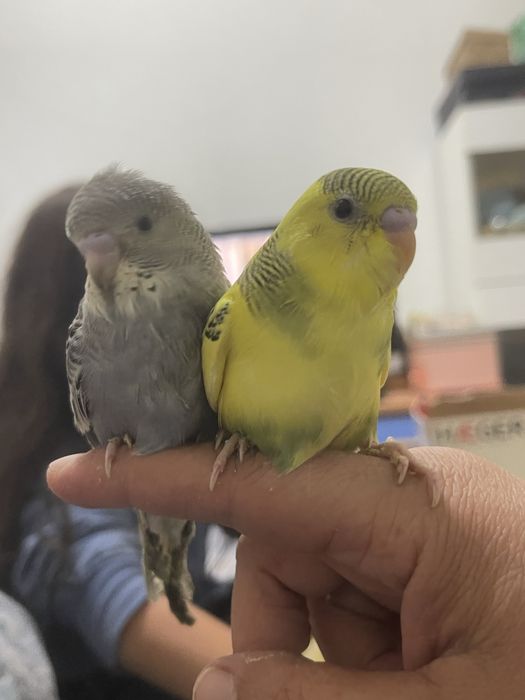 Periquitos domesticados