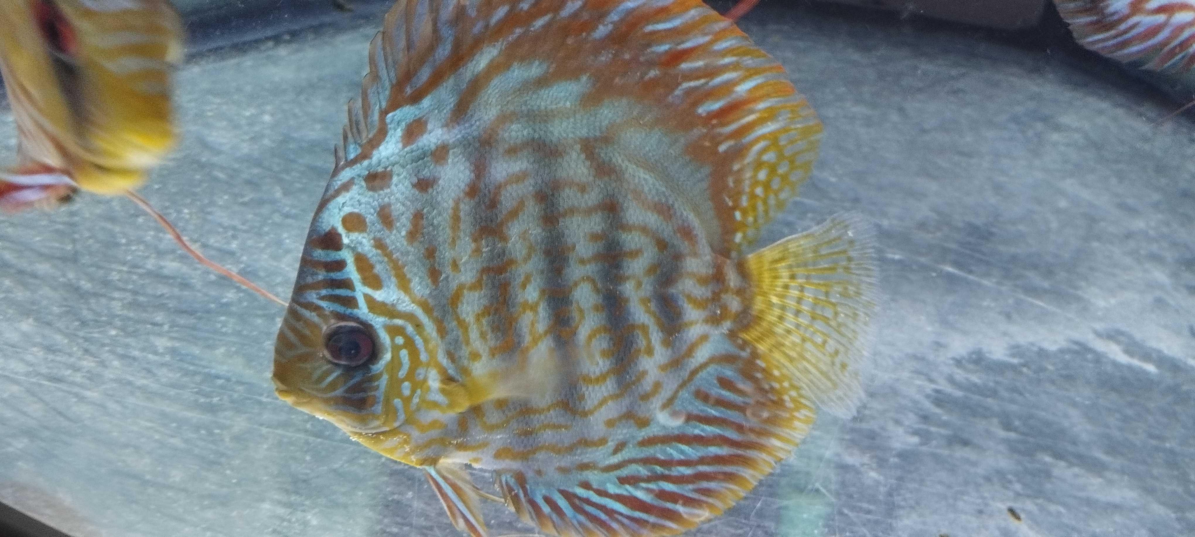 Discus Piwowarski.