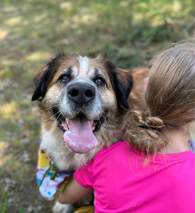 Berry w typie bernardyna szuka domu, adoptuj ze schroniska.