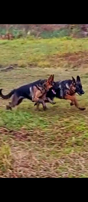 Щенки девочки стандарт