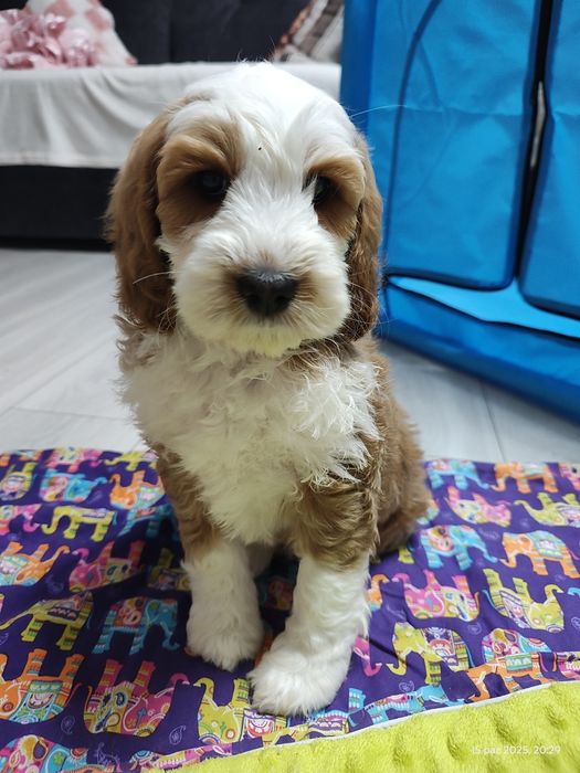 Cockapoo Boy Genetyka