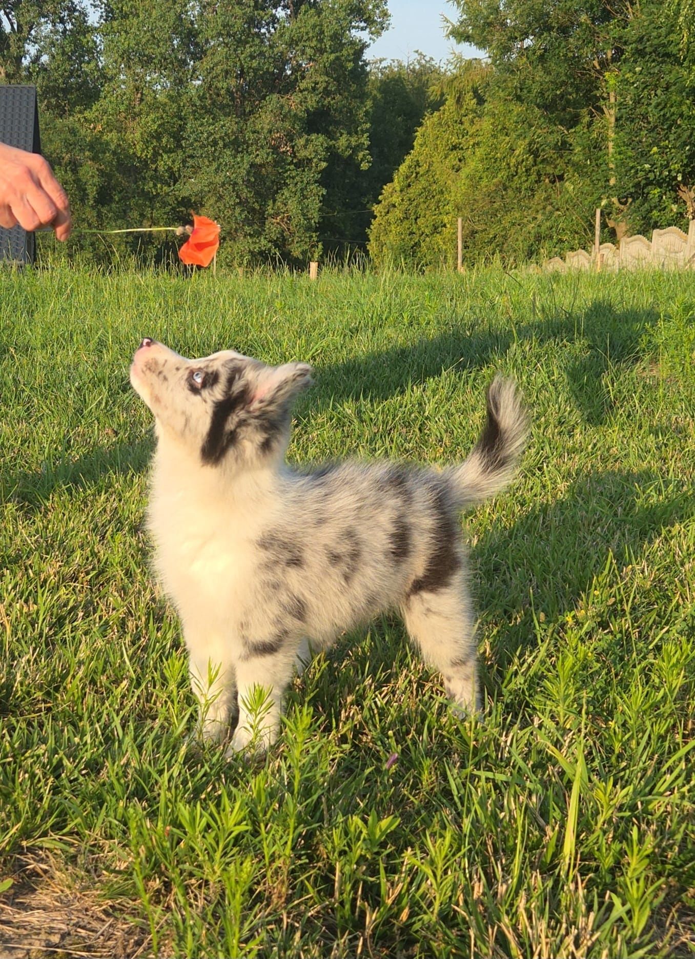 Border collie niebieskooki piesek po Championach ZKwP/FCI