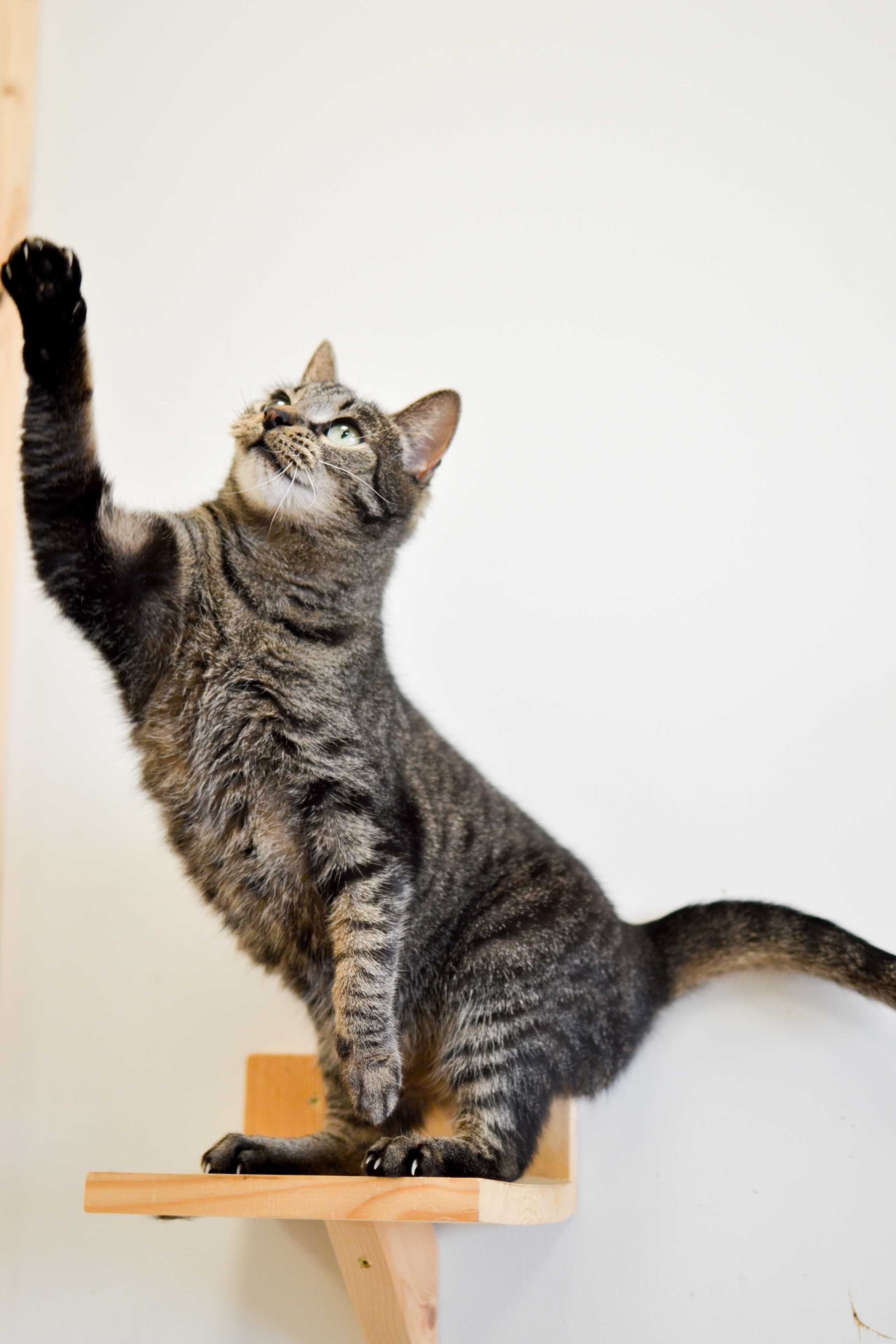 Lena - niezwykle przyjazna i łagodna kotka do adopcji!