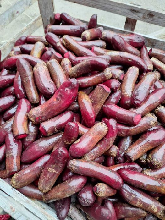 Sprzedam buraka- gruby, odsort