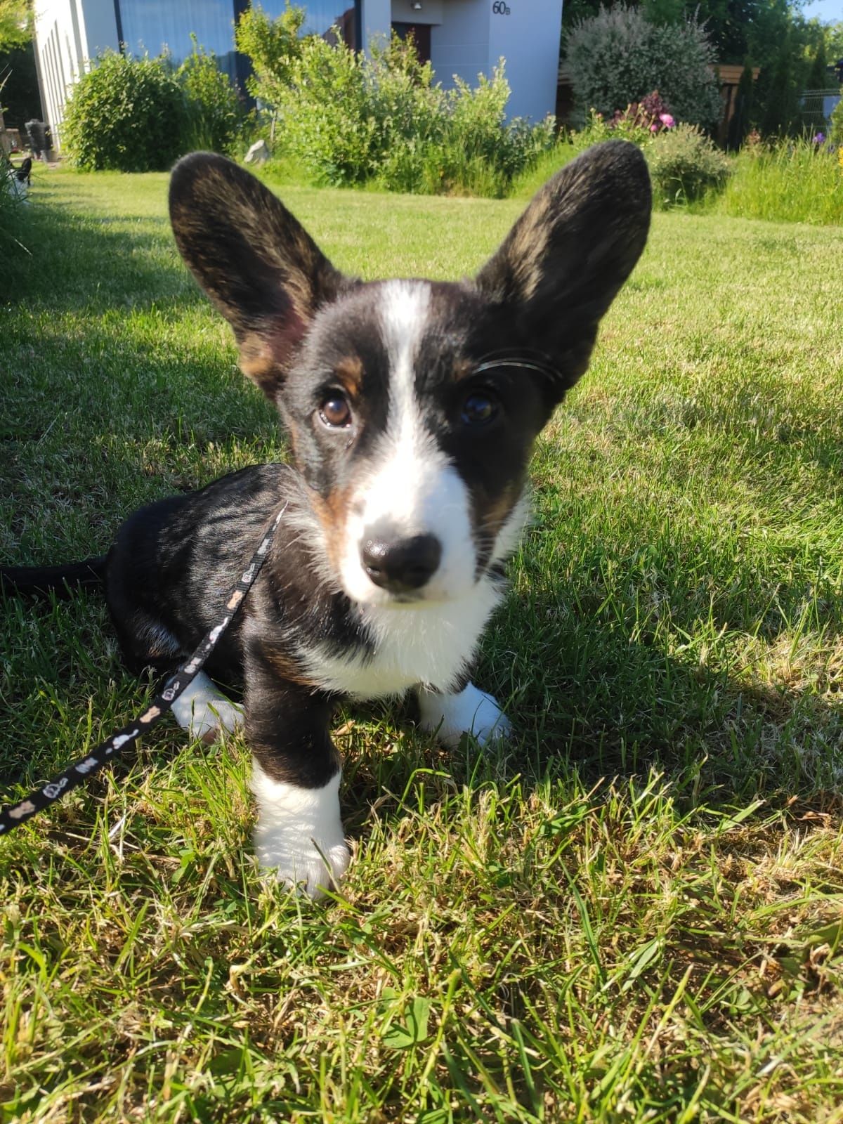 Welsh Corgi Cardigan FCI