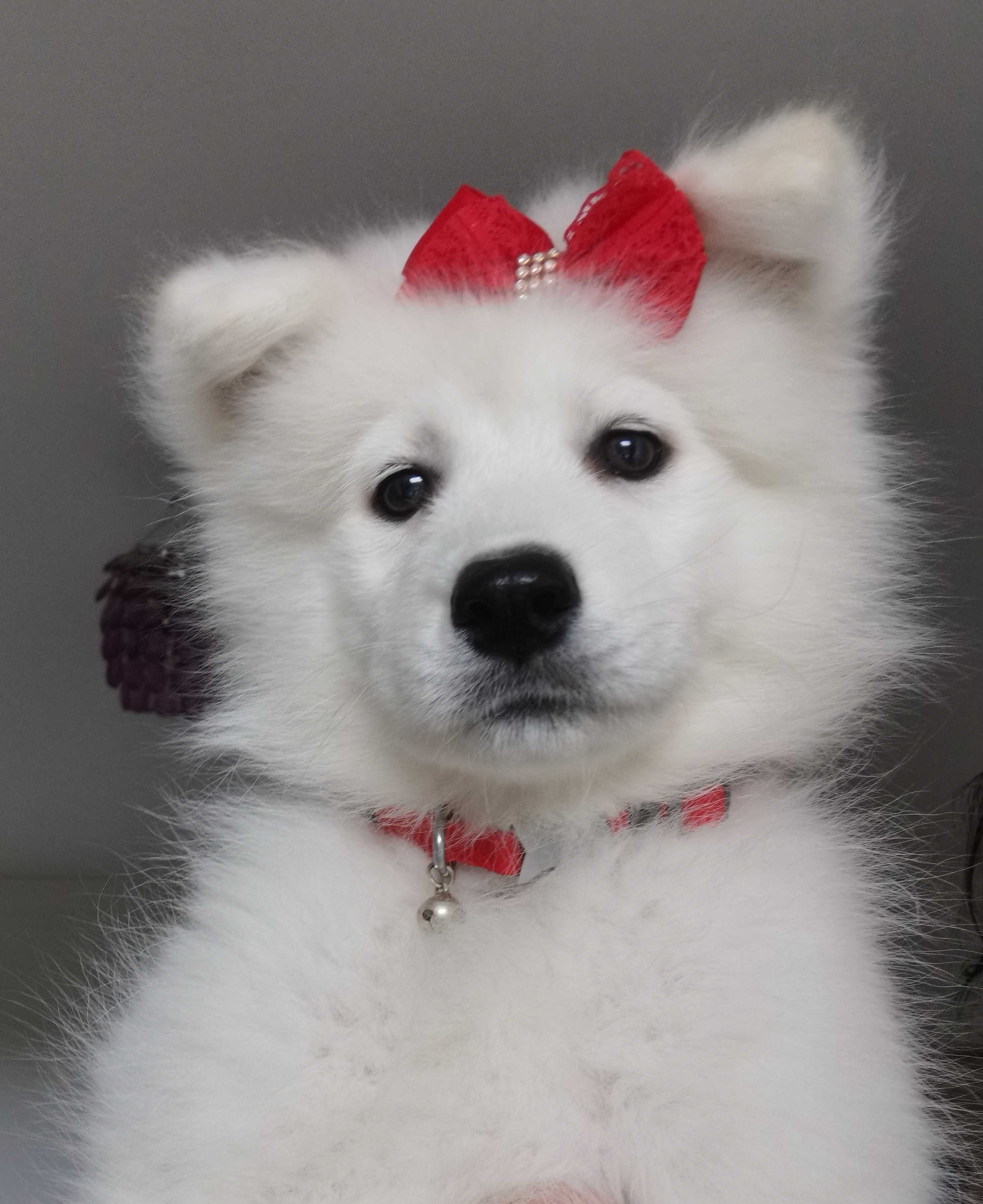 Samoyed z rodowodem suczka samoyed szczenię