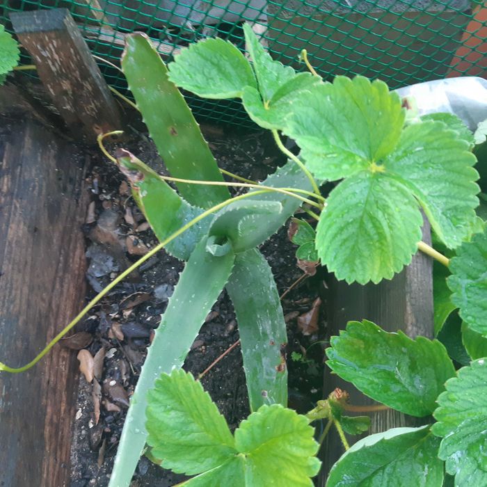 Plantas de Aloe vera