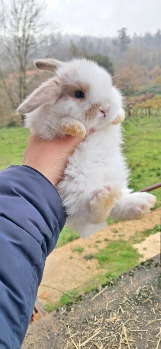 Coelho anão mini lop