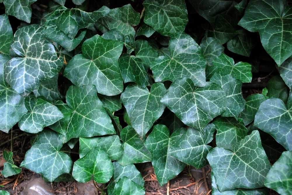 Bluszcz Pospolity 'Woerner' - Hedera Helix