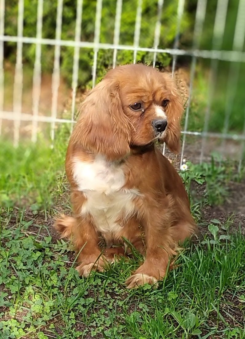 Cavalier King Charles