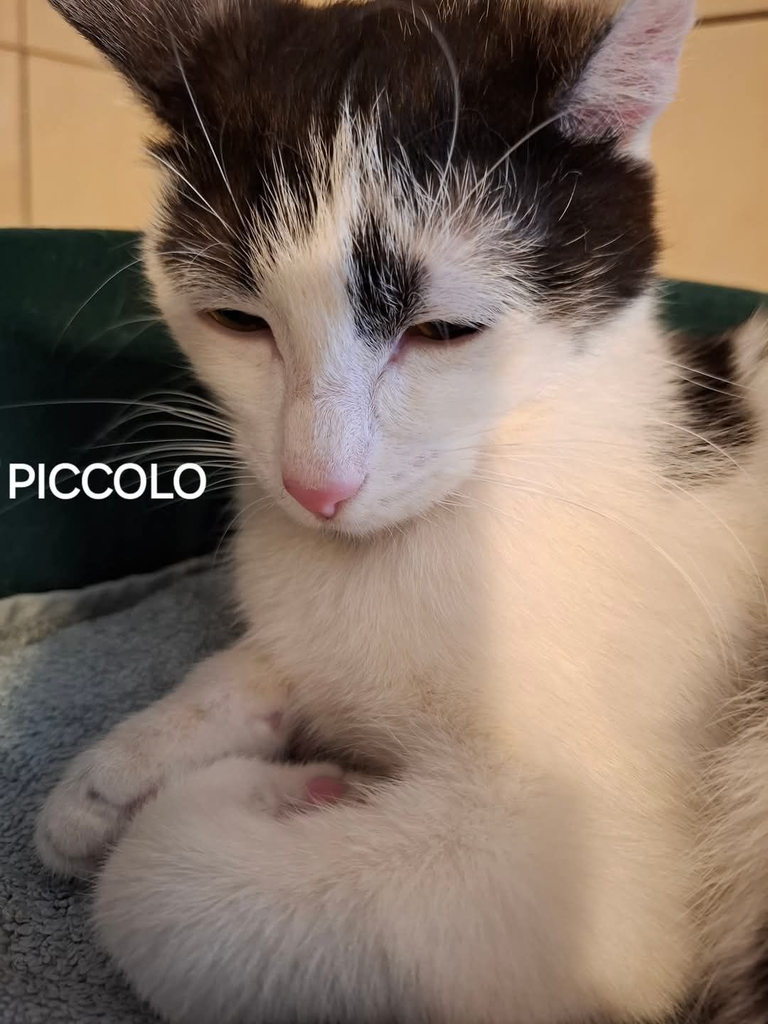 Piccolo - słodki miziak czeka na dom