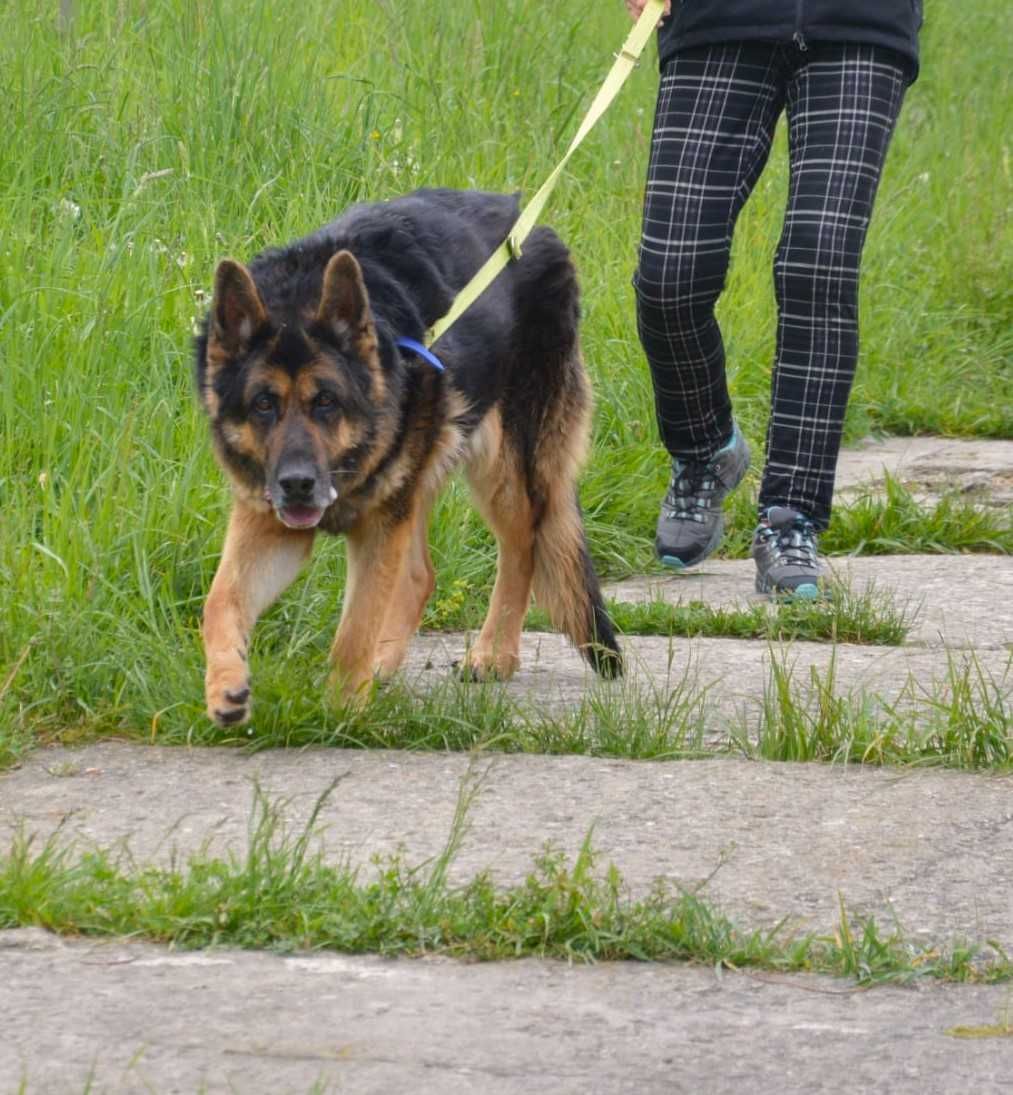 Lucky w typie owczarka szuka DOŚWIADCZONEGO domu !