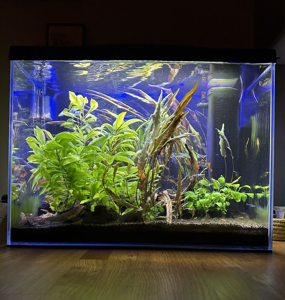 Akwarium optiwhite 81 litów