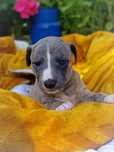 Chart angielski whippet