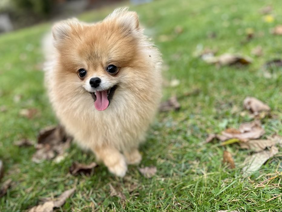 Suczka Szpic mianiaturowy pomeranian ZKwP FCI