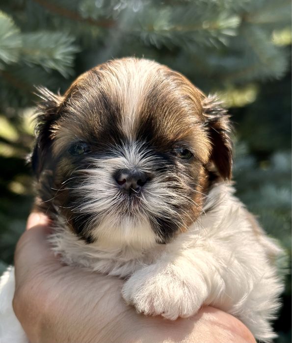 Shih tzu - Noah, śliczny chłopiec