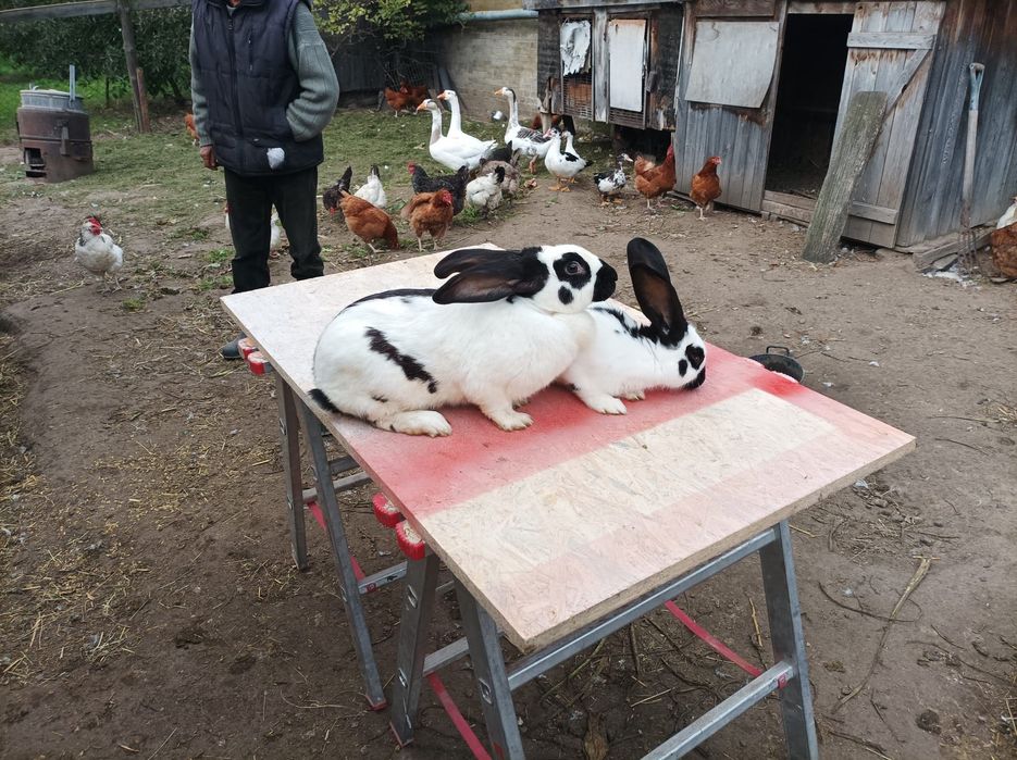 Króle srokacze samce i samice