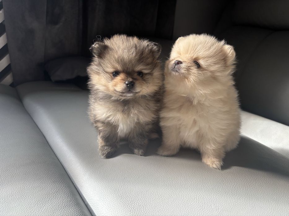 Szpic miniaturowy pomeranian