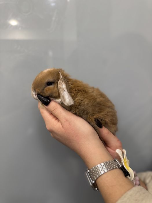 Шоколадні деклративні карликові кролики супер міні