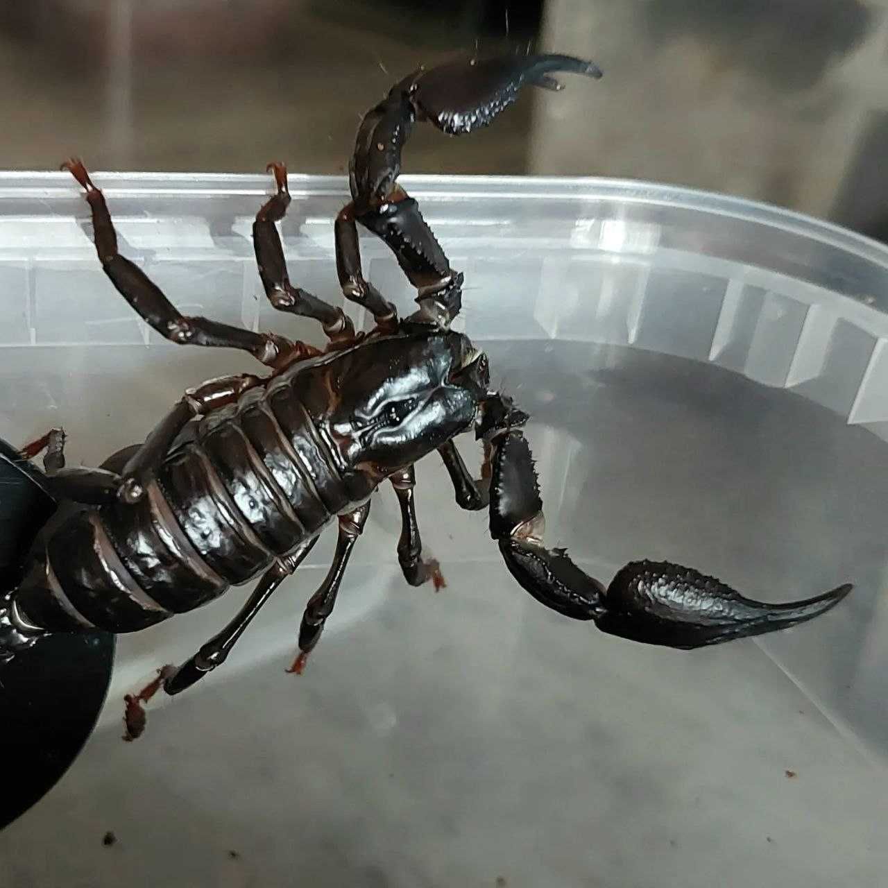 Чёрный гигантский скорпион Heterometrus для новичков малыши
