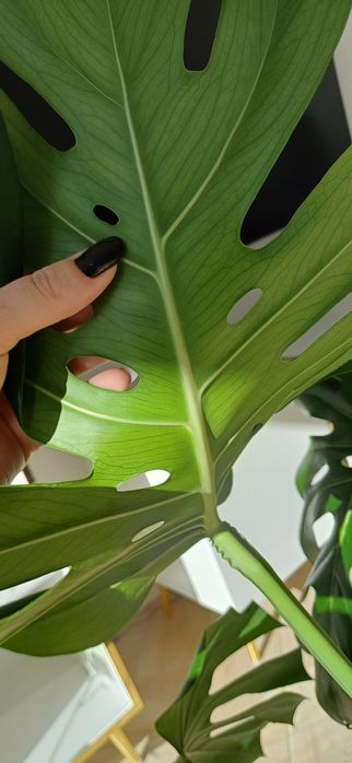 Monstera deliciosa duże liście z dziurami + doniczka i osłonka