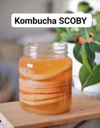 Grzyb herbaciany kombucha SCOBY wysyłka
Osoby zainteresowane prosze pi