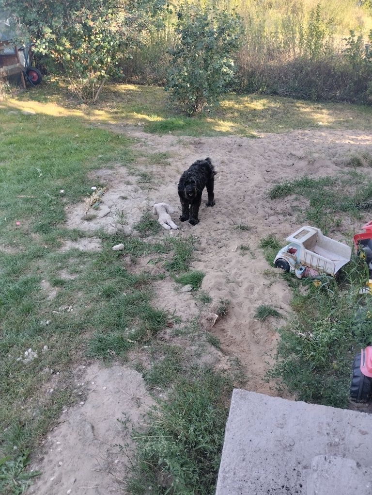 Zarezerwowana do 31.08.25  za darmo suczka