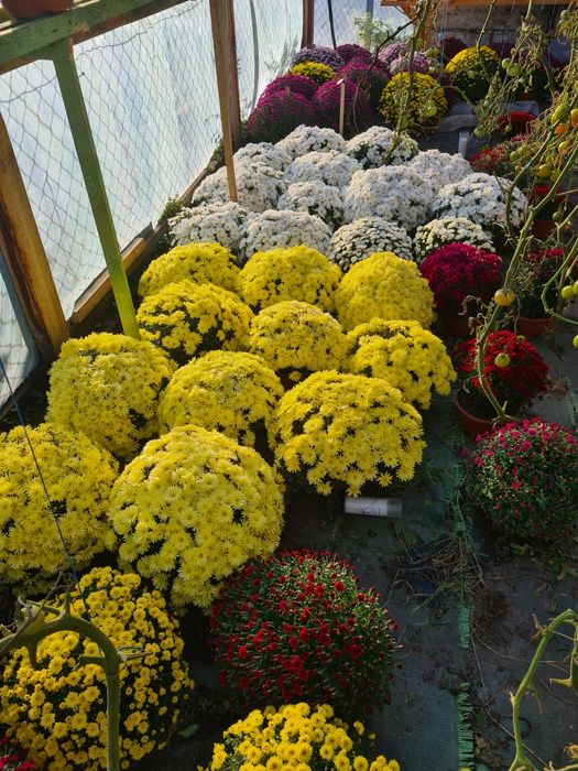 Sprzedam chryzantemy