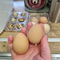 Яйце цесарки інкубаційне / харчові