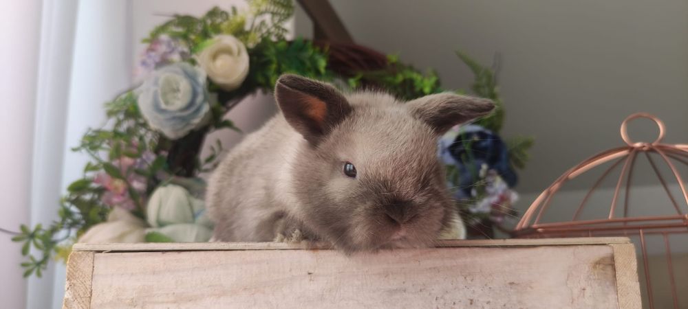 Królik Mini lop gotowe do odbioru