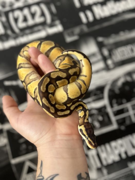 Węże domowe zbożowe