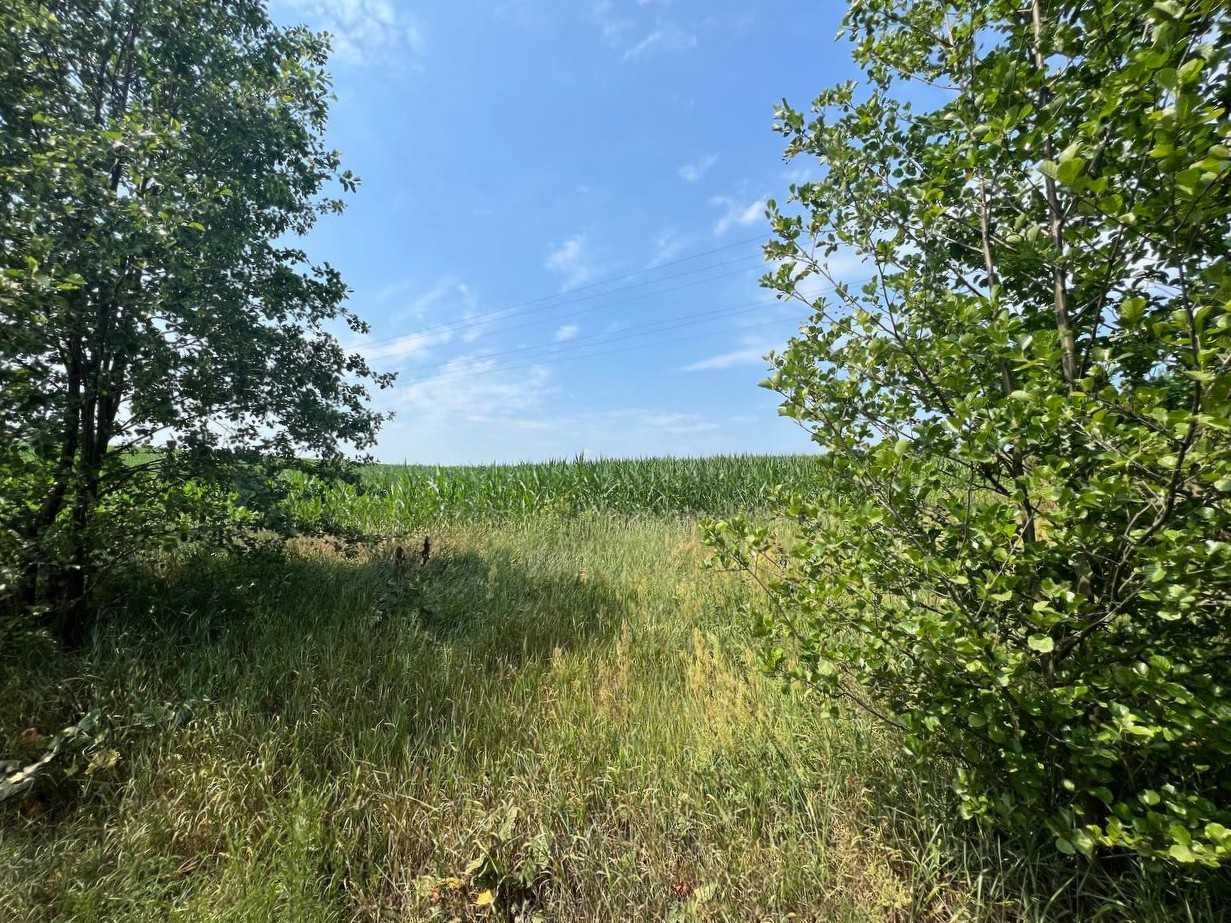 Продаж ділянки 3,11га (ОСГ). Поруч каскад озер.Фастівський р-н. ID:446