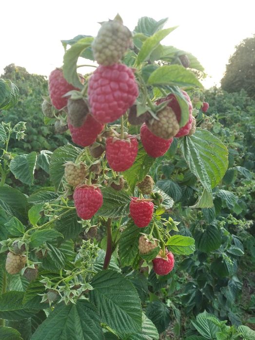 Sadzonki malin Gigant wczesne późne . Duży smaczny owoc Wysyłka