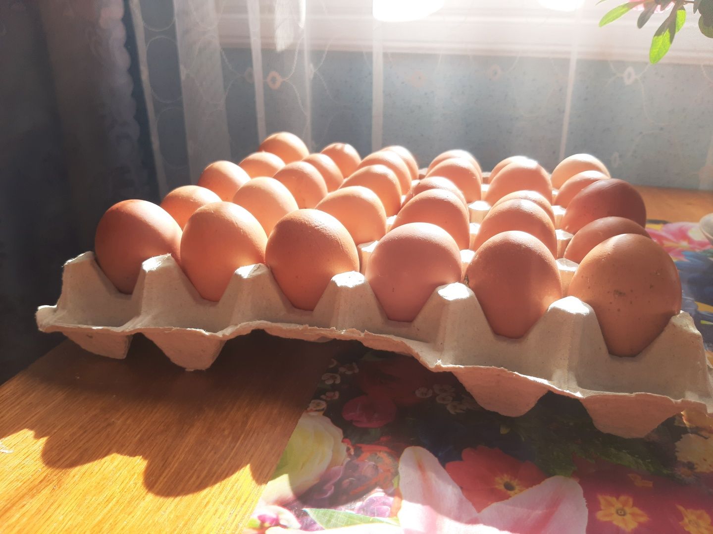 Яйця курячі з гарним жовтком