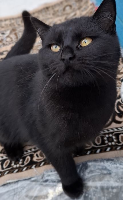 Кішечка 5-6 місяців