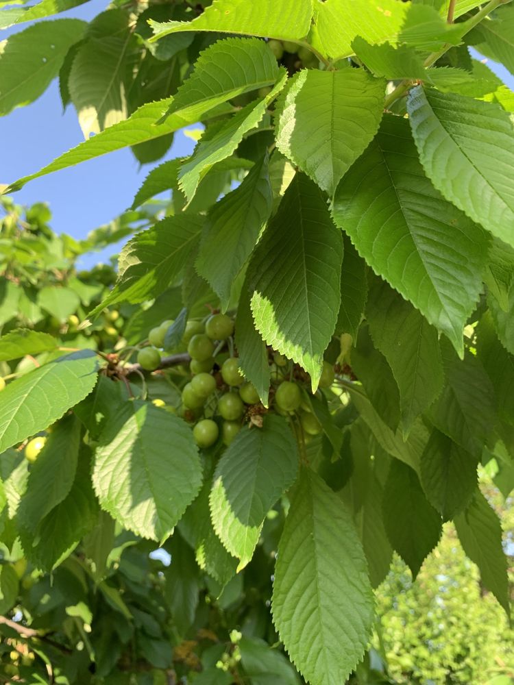 Продаж цегляного будинку вул Донбасівська