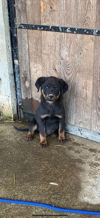 Cachorro 3 meses rott