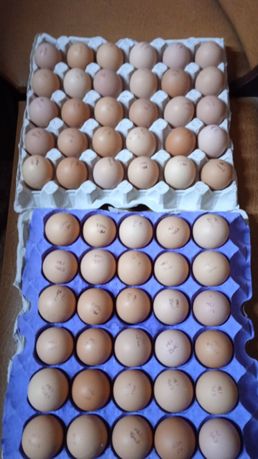 Импортные яйца для инкубации куры-несушки, мясо-яичные породы, бройлер