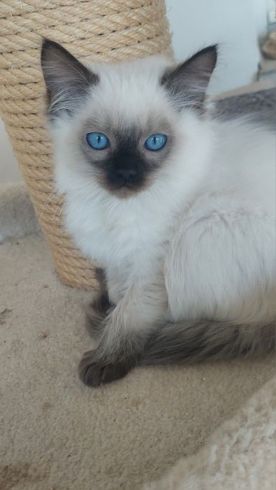 Przecudny kocurek ragdoll