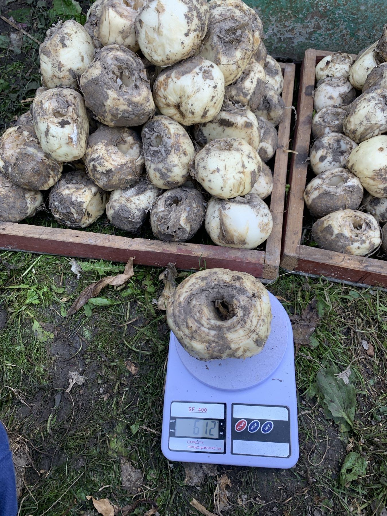Фрітілярії, рябчики, царська карона