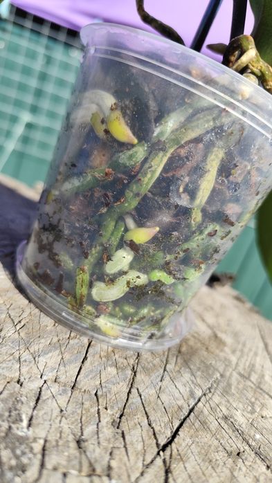 Продам орхідею фаленопсис 10,5 см ТЕРМІНОВО