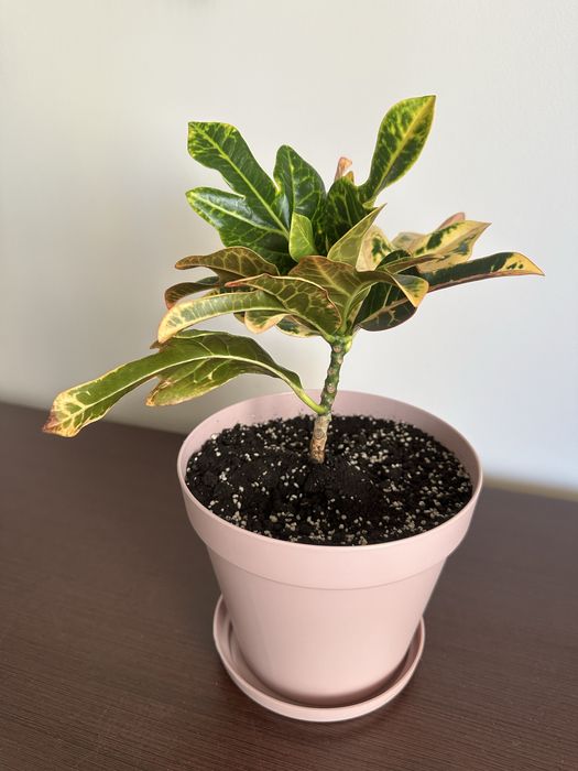 Кротон Ексклент, кімнатна рослина