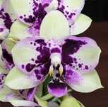 Орхідея фаленопсис Phal 988 Jiaho Summer Love ароматний 1.7 мох