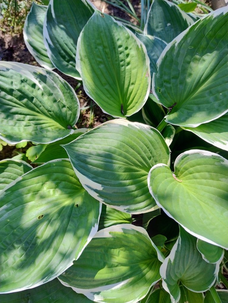 Funkia/hosta dwubarwna, zestaw 2 doniczek z roślinami