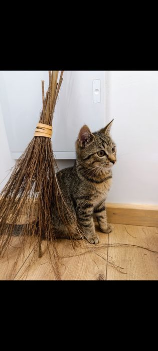 Zaginął kot zaginięcie myśliwska Kraków