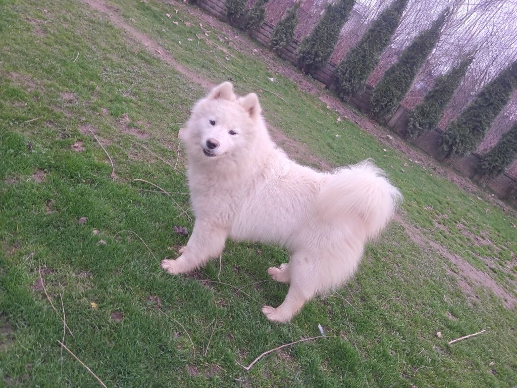 Samoyed ostatnia sunia gotowa do odbioru