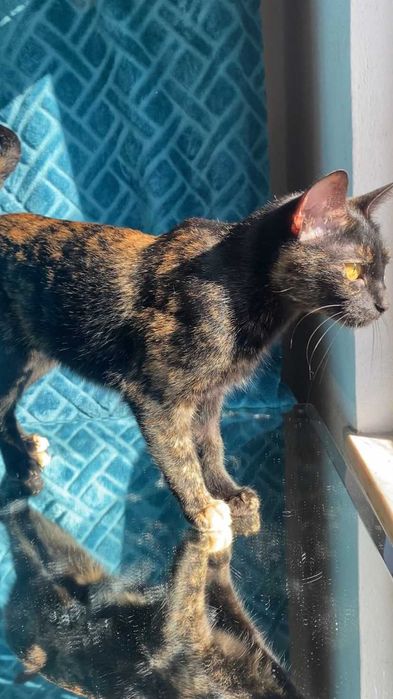 ESTERILIZADA | Gata juvenil e muito dócil disponível para adoção