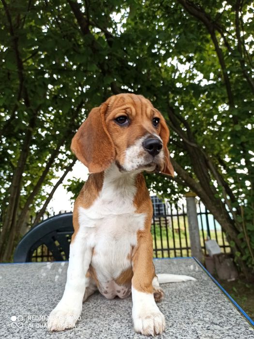 Beagle Tricolor suczka Molly